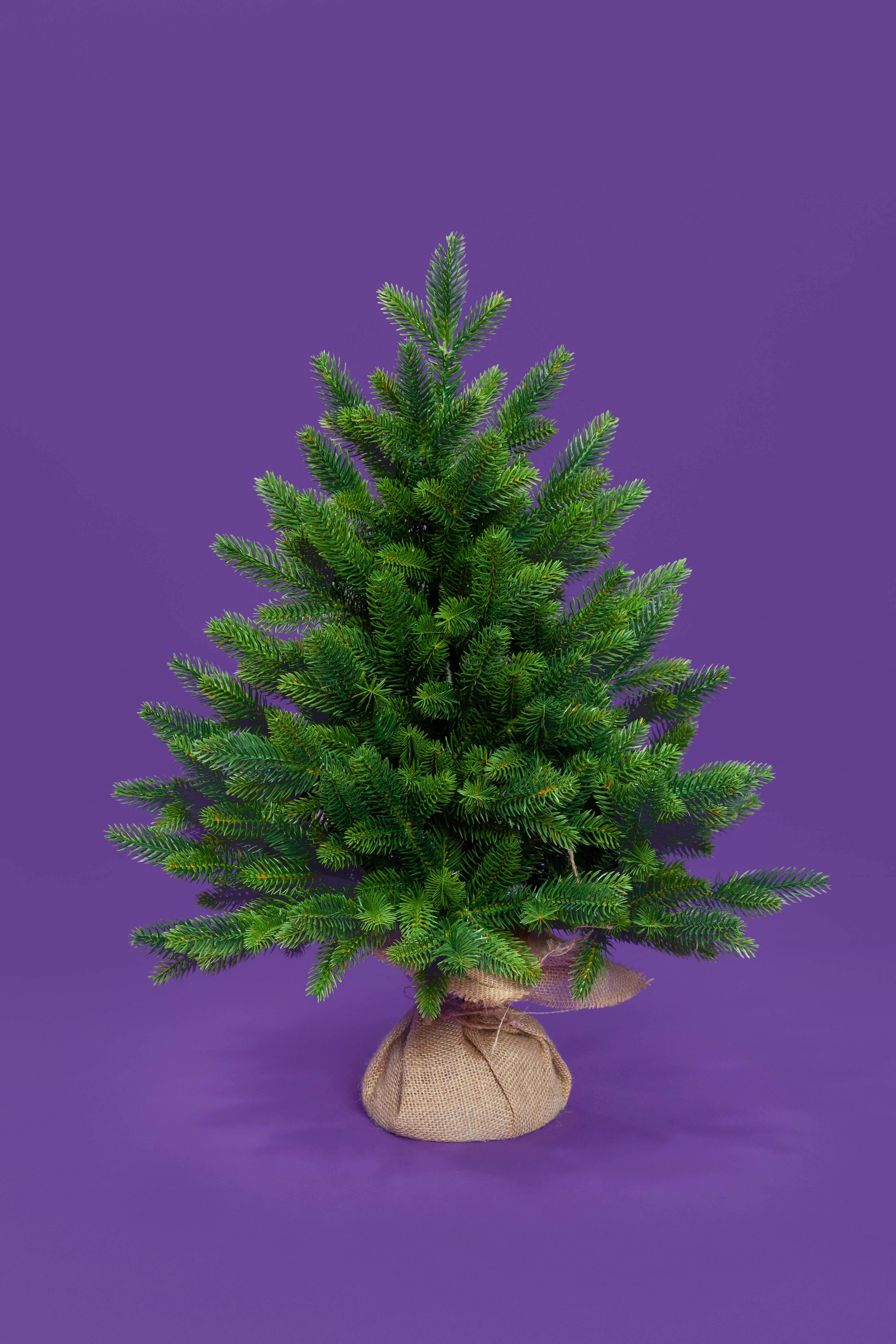 Ель ТРИУМФ с вплетенной гирляндой 60  см