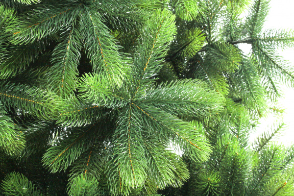 Сосна ШВЕЙЦАРСКАЯ