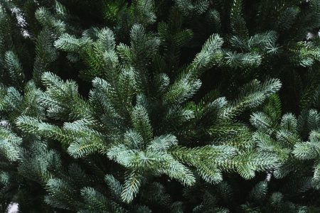 Ель Селеста