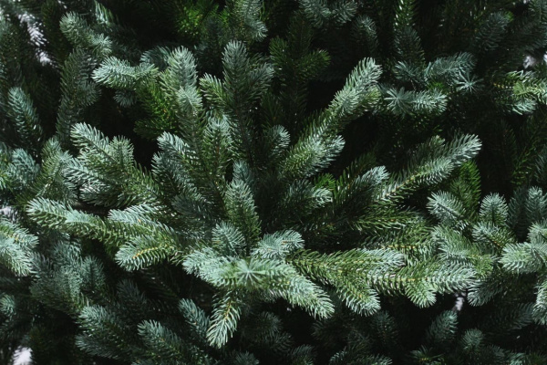 Ель Селеста Ель Селеста