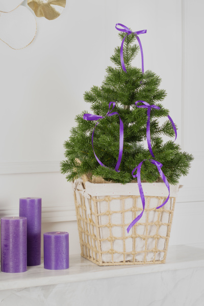 Ель МЕТЕЛИЦА 60 см