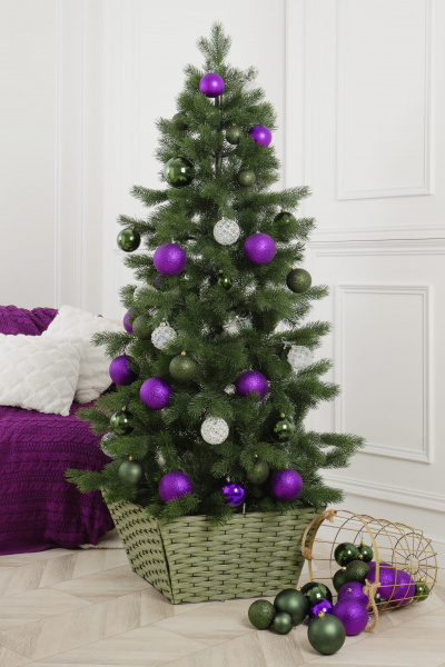 Ель ЗВЕЗДНАЯ Ель ЗВЕЗДНАЯ