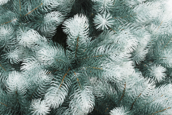 Сосна ШВЕЙЦАРСКАЯ снежная