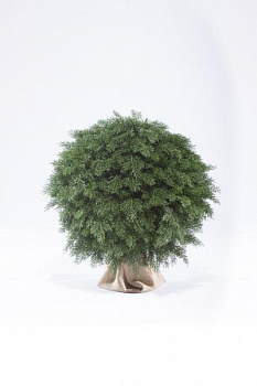 Искусственная Туя-шар