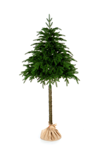 Тала и ЭйваБлизняшки, но такие разные.Мы любим создавать нестандартные и оригинальные модели.Две красавицы из дизайнерской коллекции для творческих и смелых людей!Ели объединяет высота (150 см) и форма. А вот хвоя у них абсолютно разная. У Талы насыщ