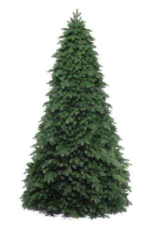 Ель ПАУЛИСТА