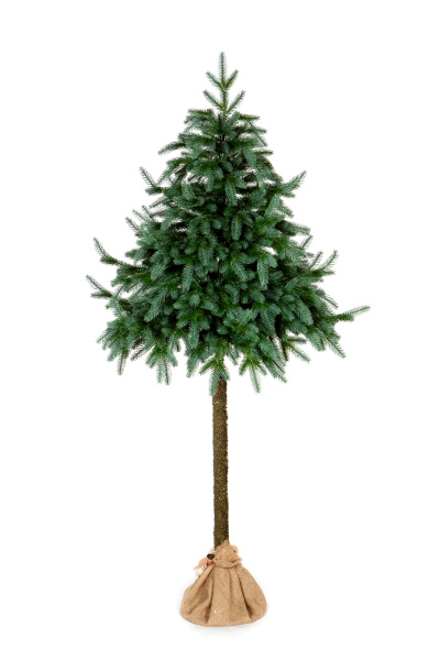 Тала и Эйва
Близняшки, но такие разные.
Мы любим создавать нестандартные и оригинальные модели.
Две красавицы из дизайнерской коллекции для творческих и смелых людей!
Ели объединяет высота (150 см) и форма. А вот хвоя у них абсолютно разная. 
У Талы насыщ