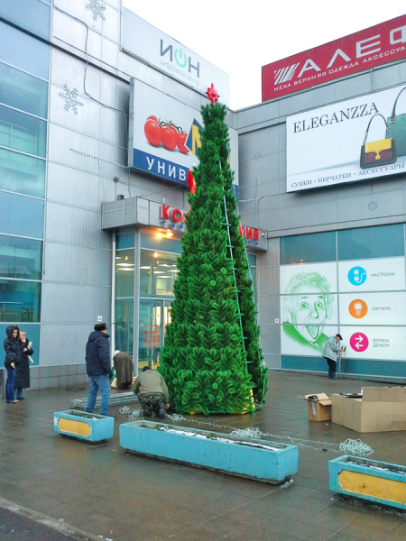 Сосна каркасная хвоя-леска Зауженная