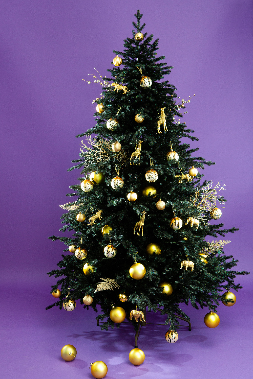 Ель ЗВЕЗДНАЯ РОССЫПЬ