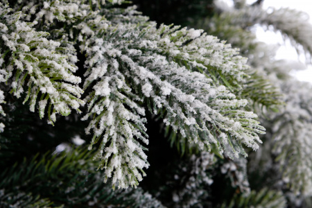 Ель ГАРДА заснеженная