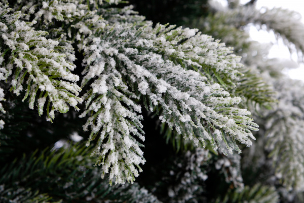 Ель ГАРДА заснеженная