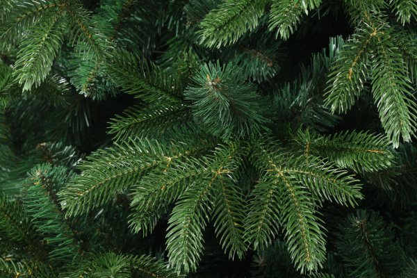 Ель Баварская