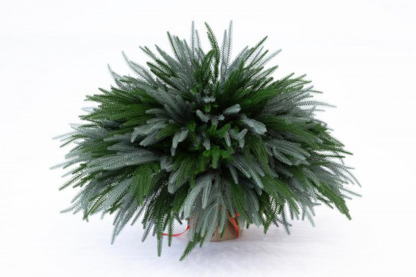 Искусственная Туя складчатая с голубым кончиком