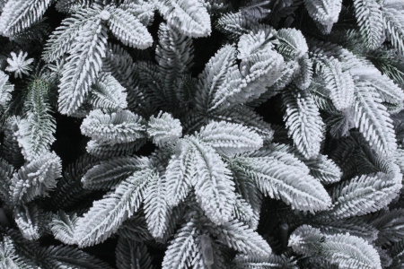 Ель Ватикан заснеженный