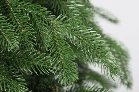 Ель Ярославна