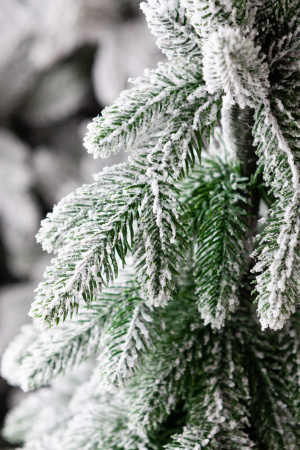 Ель АНДОРРА в снегу