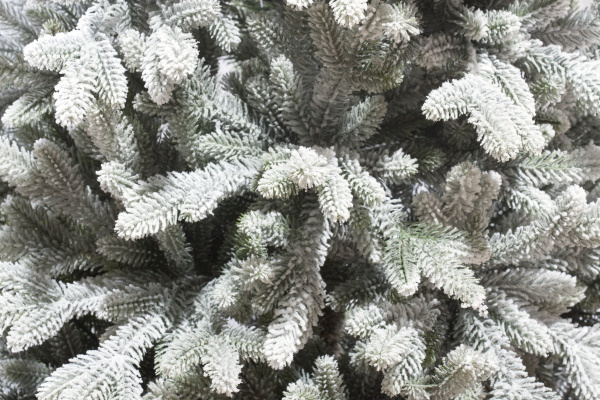 Николь Заснеженная Николь Заснеженная