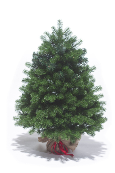 Ель Баварская