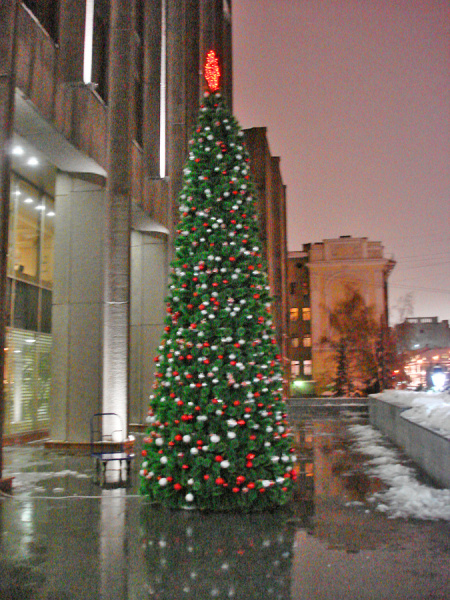 Сосна каркасная хвоя-леска Зауженная Сосна каркасная хвоя-леска Зауженная