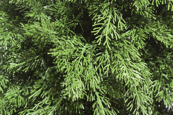 Искусственная Туя