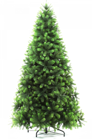 Сосна ШВЕЙЦАРСКАЯ