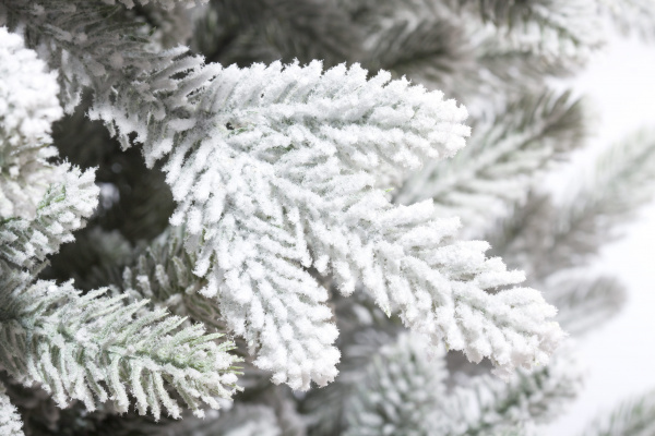 Николь Заснеженная Николь Заснеженная