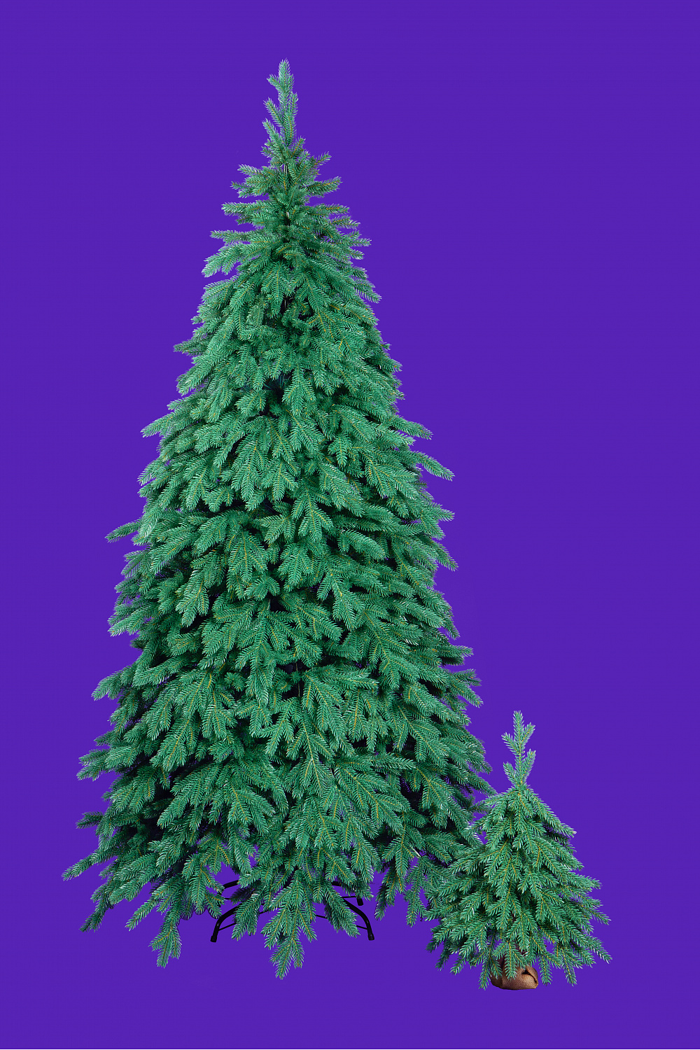 Ель ЭМИЛИ серо-голубая