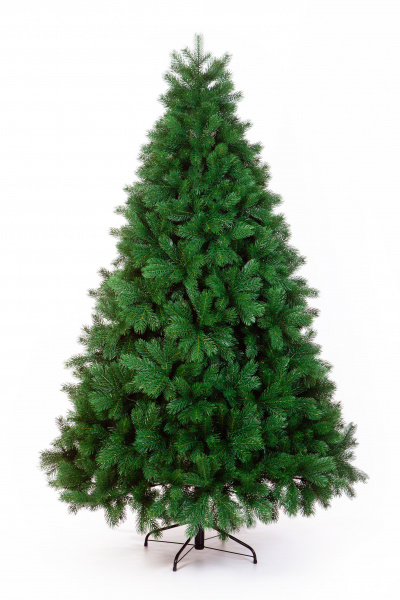 Сосна ВИРДЖИНИЯ