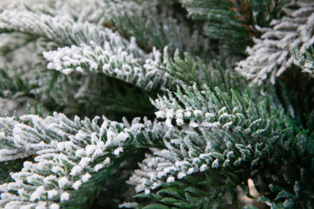 Ель ГАРДА заснеженная_УЦЕНКА1